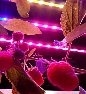 Био-лаборатория для выращивания малины – портал поставщиков НСППО - 8